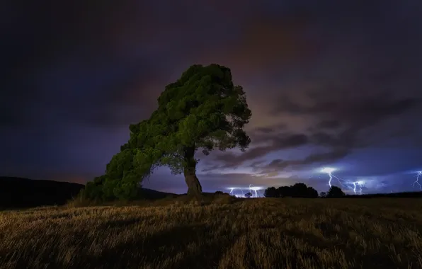 The storm, night, tree, night, tree, thunderstorm, Paco Herrero