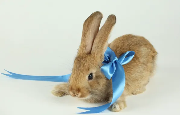 Picture background, rabbit, blue, ribbon