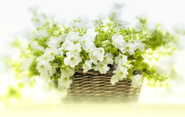 Picture flowers, basket, white, Petunia