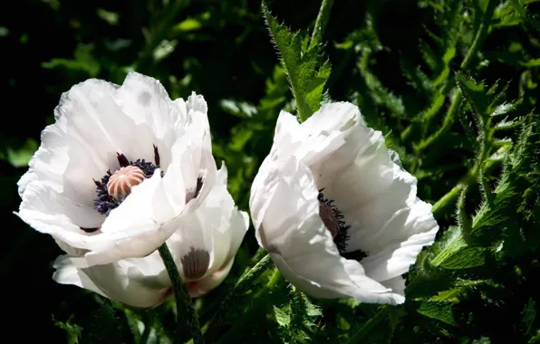 Picture macro, nature, Mac, petals