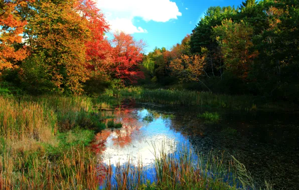 Autumn, forest, trees, nature, pond, forest, Nature, trees