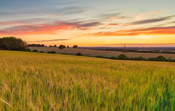 Field, trees, hills, rye, slope, ears, cereals, rye field