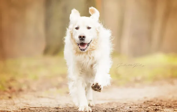 Picture autumn, dog, running