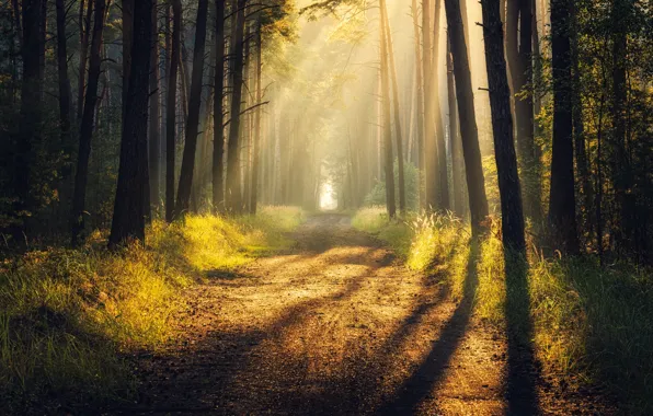 Road, forest, rays, light, shadow, light, road, rays