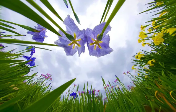 Greens, the sky, leaves, clouds, light, flowers, Park, beauty