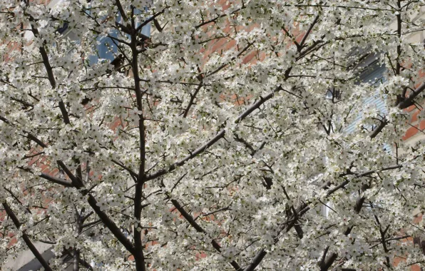 White, a lot, plum, magnificently, the first flowers, spring 2018, small plum, mamala ©