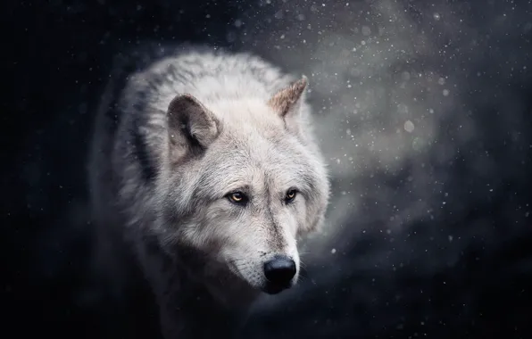 Face, snow, wolf