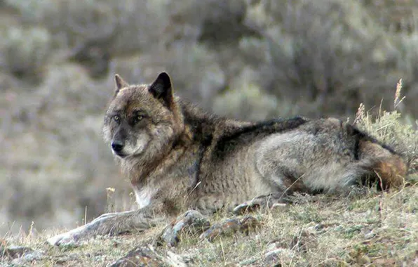Picture face, wolf, wildlife, head, fur, mammal, whiskers, gray wolf