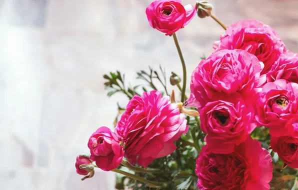 Picture flowers, petals, pink