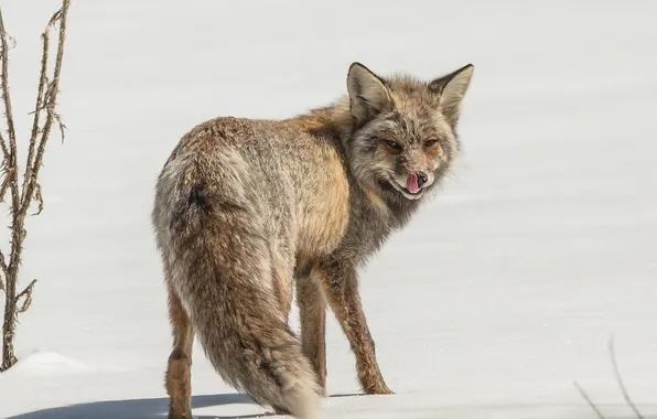 Picture winter, nature, Fox