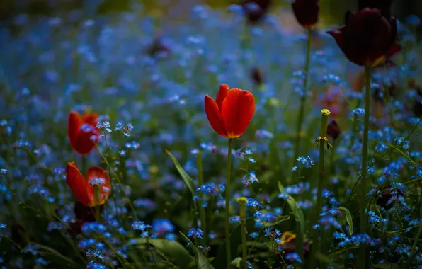 Field, flowers, Tulip, spring, meadow