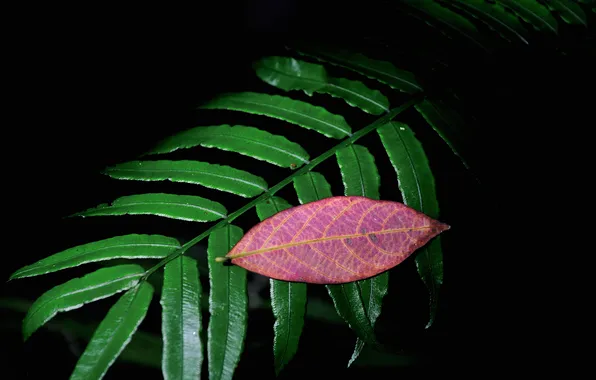 Autumn, leaves, sheet, color, branch, twilight