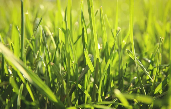 Greens, summer, grass, macro, nature