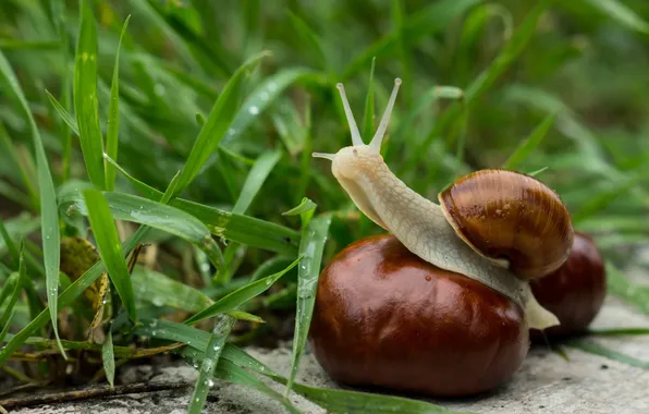 GRASS, GREENS, SHELL, SNAIL, HORNS, MUCUS, CHESTNUT