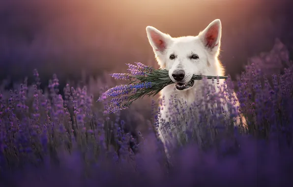 Face, flowers, dog, lavender, The white Swiss shepherd dog