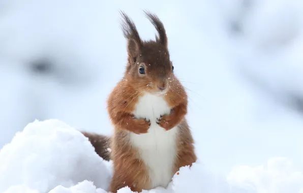 Winter, snow, protein, red, light background, stand