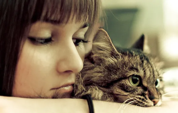 Picture girl, photo, eyes, mood, Cat, animal, look, feeling