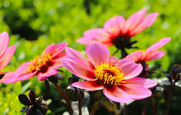 Garden, blooming, dahlia