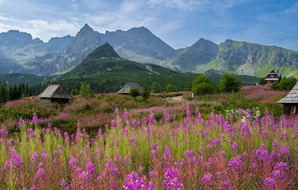 Field, flowers, mountains, village, meadow, haze, houses, pink