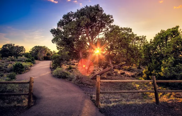 Picture road, tree, the fence