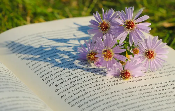 Flower, book, aster