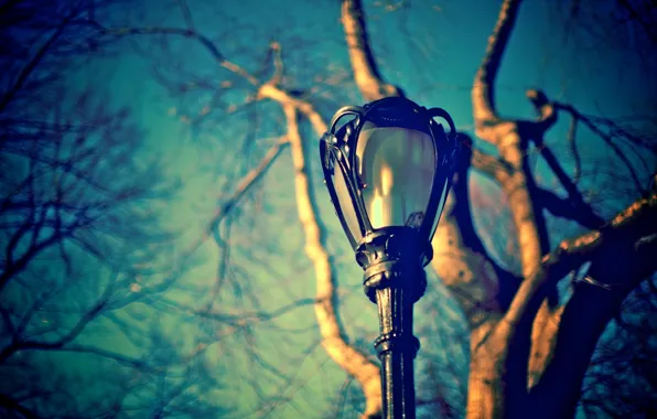 Picture the sky, macro, branches, tree, street, blue, blur, lantern