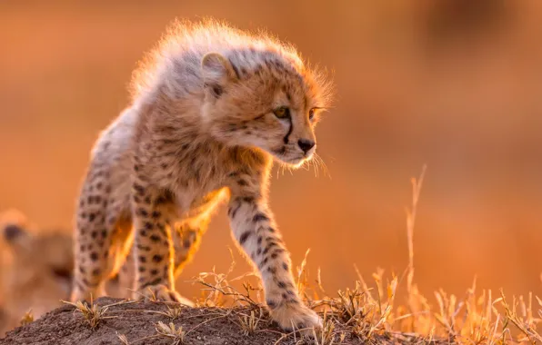 Picture predator, wool, small, mane, Cheetah