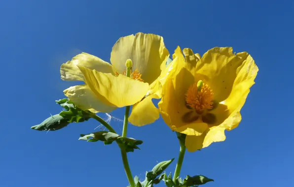 Picture the sky, macro, petals, glaucium yellow