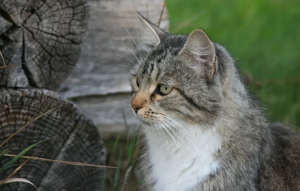 Picture cat, cats, nature, animal, Wallpaper, village, hut