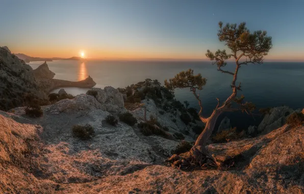 Picture sea, the sun, landscape, nature, tree, rocks, dawn, shore