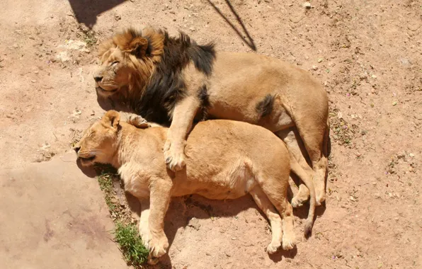 Picture LEO, STAY, MANE, FAMILY, SLEEP, LIONESS