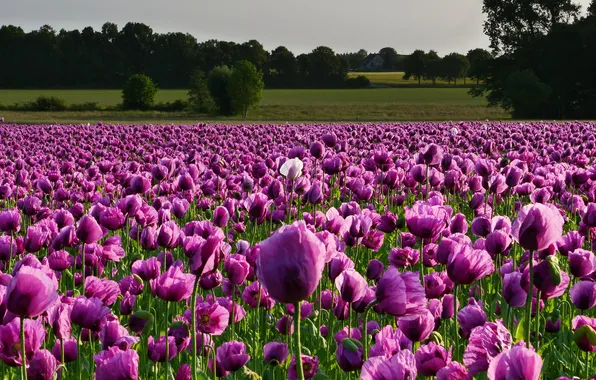 Field, forest, summer, the sky, trees, flowers, Maki, meadow