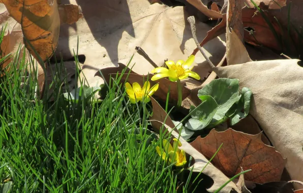Leaves, macro, flowers, April, spring 2018, meduzanol ©