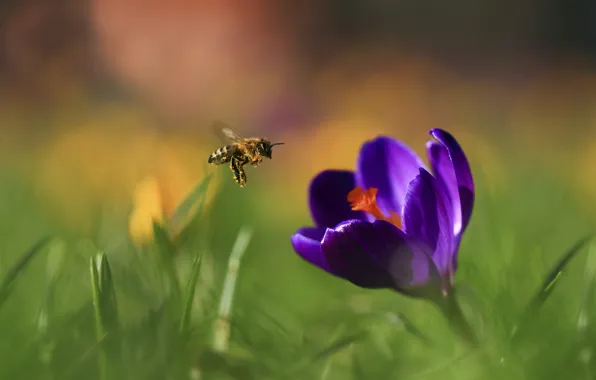 Flower, purple, grass, macro, flight, flowers, bee, pollen