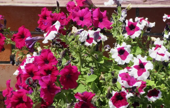 Flowers, bright, Petunia, petunias, Mamala ©, summer 2018