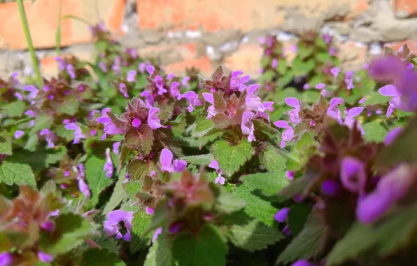 Macro, April, spring 2018, Mamala ©