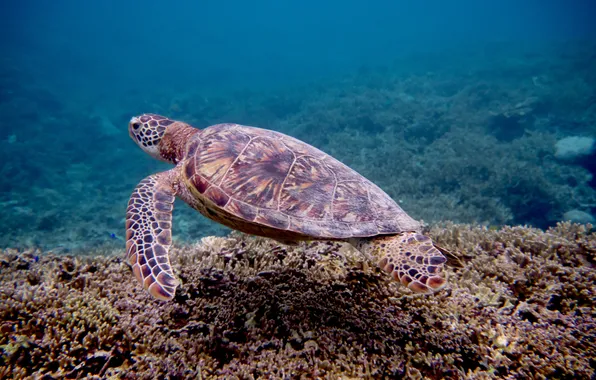 Picture sea, water, turtle, snorkel, swim, scuba