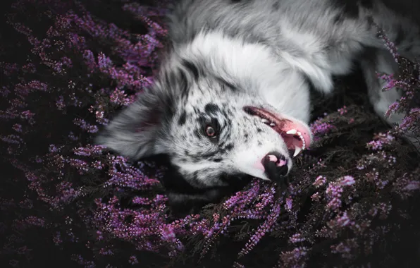 Picture face, flowers, nature, pose, the dark background, glade, dog, mouth
