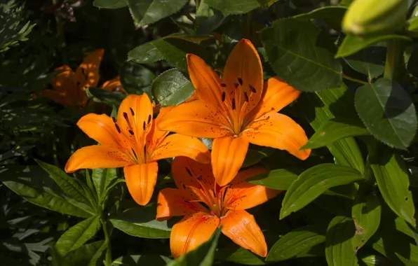 Leaves, flowers, Lily, garden, orange, trio, flowerbed