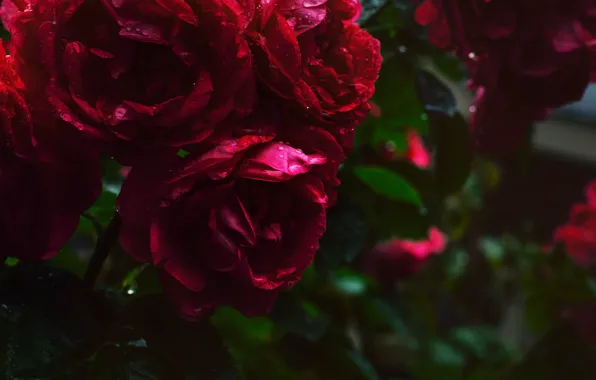 Leaves, drops, flowers, the dark background, roses, garden, red, al