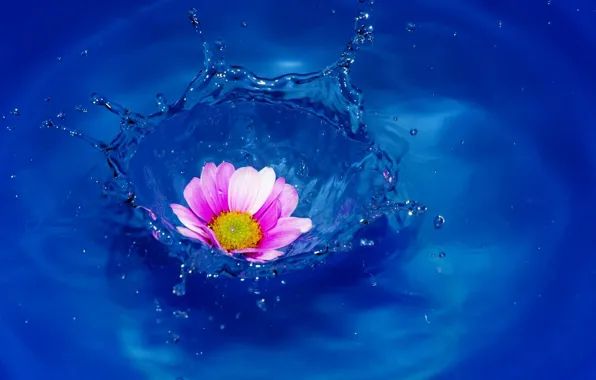 WATER, DROPS, FLOWER, SQUIRT