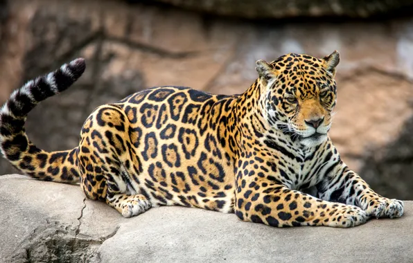 Picture predator, spot, tail, Jaguar