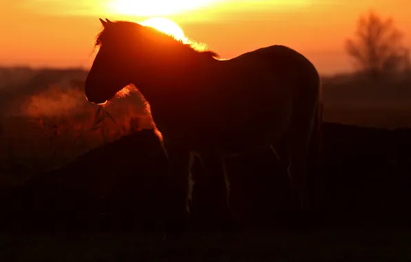 Picture night, nature, horse