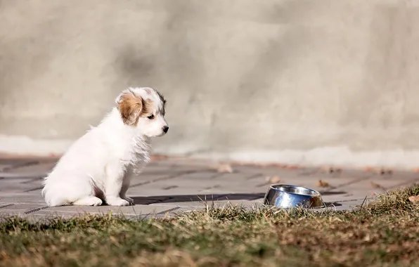 Puppy, dog, springer spaniel
