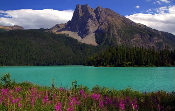Forest, the sky, the sun, clouds, trees, flowers, mountains, lake