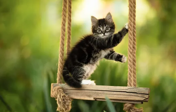 Swing, blur, kitty, Yuriy Korotun