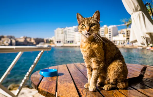 Cat, background, Kota