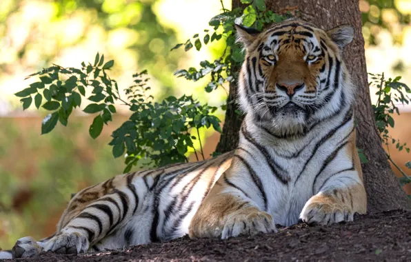 Look, face, light, branches, tiger, tree, stay, foliage