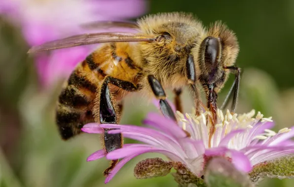 Macro, flowers, bee, pink, bokeh