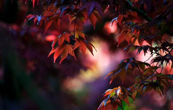Picture leaves, nature, tree, maple